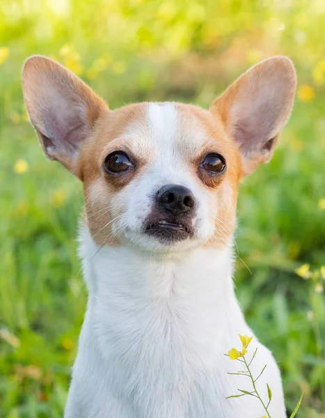 Chihuahua branco engraçado com orelhas grandes — Fotografia de Stock