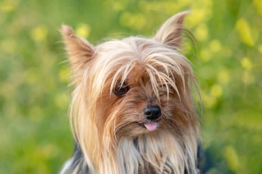 Komik küçük Yorkshire köpeği. 