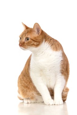 Aşırı kilolu yetişkin kahverengi ve beyaz kedi. 