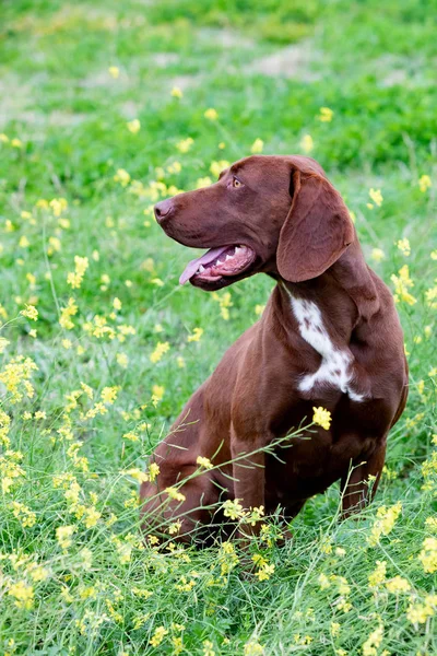 Mooie bruine Braco Duitse kort haar — Stockfoto