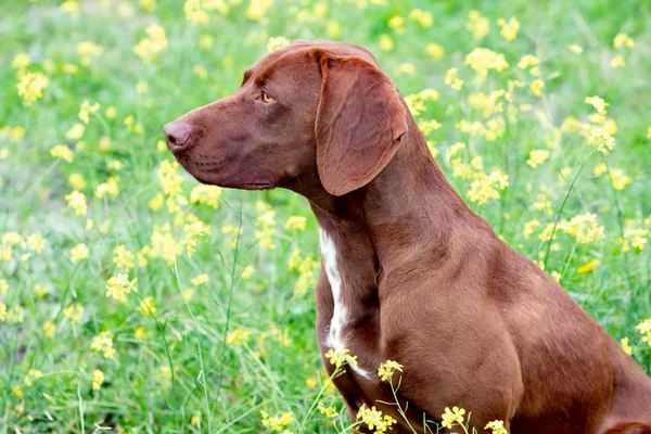 Beautiful Brown Braco German Shorthair — Stock Photo, Image