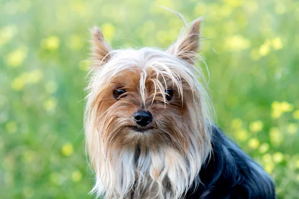 Cão yorkshire pequeno engraçado — Fotografia de Stock