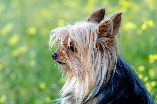 Divertido perro pequeño yorkshire — Foto de Stock