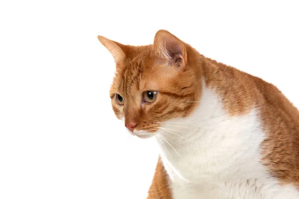 Gato adulto castanho e branco com sobrepeso — Fotografia de Stock