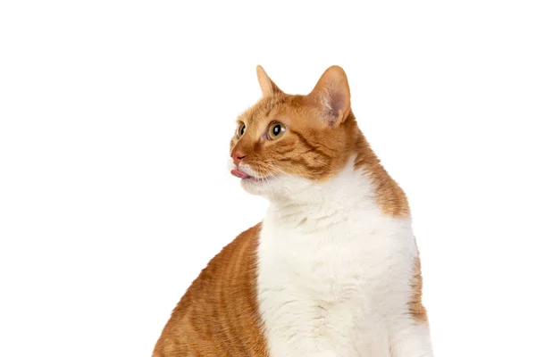 Vuxen brun och vit katt med övervikt — Stockfoto
