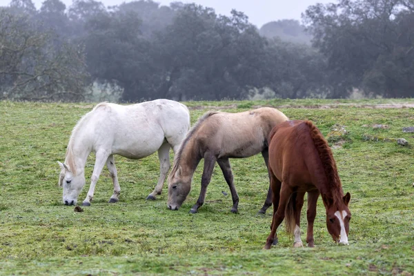 Three horses in a foggy day — Stock Photo, Image