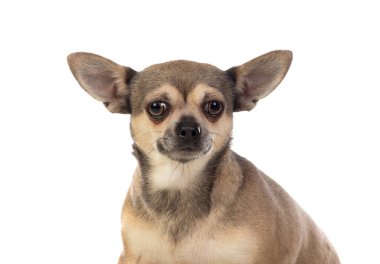 Büyük kulaklı komik kahverengi Chihuahua.