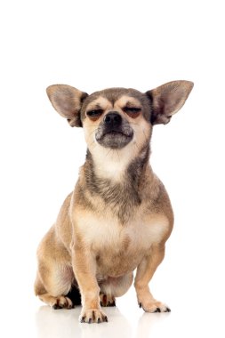 Büyük kulaklı komik kahverengi Chihuahua.