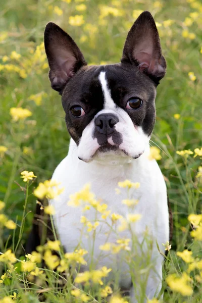 Porträtt av en söt Boston Terrier — Stockfoto