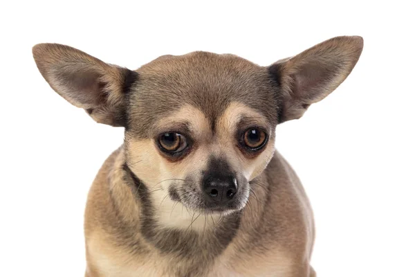 Büyük kulaklı komik kahverengi Chihuahua. — Stok fotoğraf