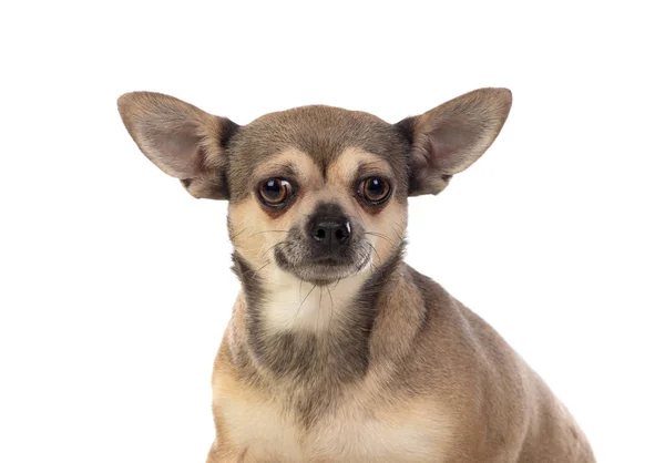 Grappig bruin Chihuahua met grote oren — Stockfoto