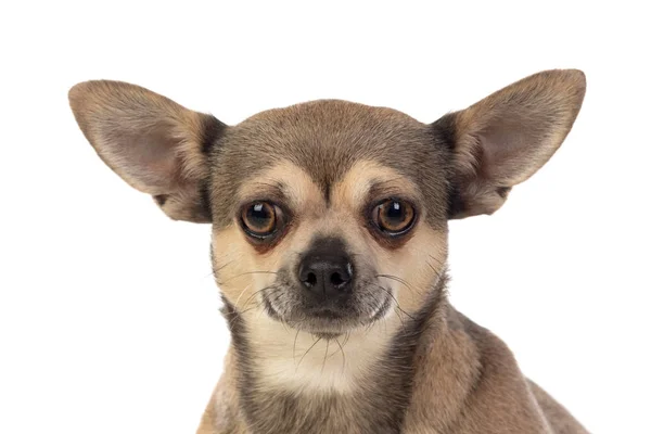 Chihuahua marrom engraçado com orelhas grandes — Fotografia de Stock