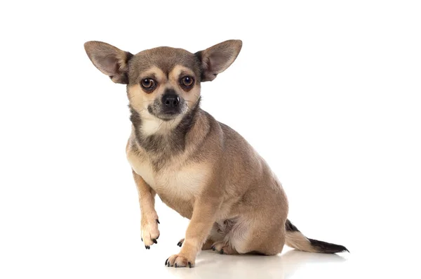 Lustiger brauner Chihuahua mit großen Ohren — Stockfoto