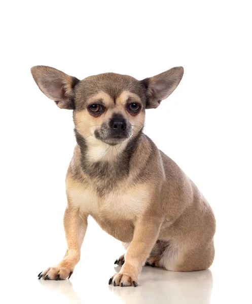 Chihuahua marrón divertido con orejas grandes — Foto de Stock
