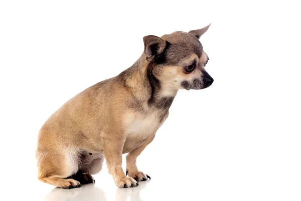 Vicces barna Chihuahua nagy fülekkel — Stock Fotó