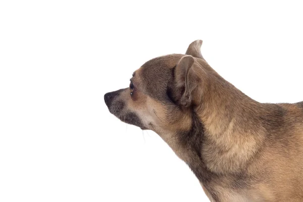 Grappig bruin Chihuahua met grote oren — Stockfoto