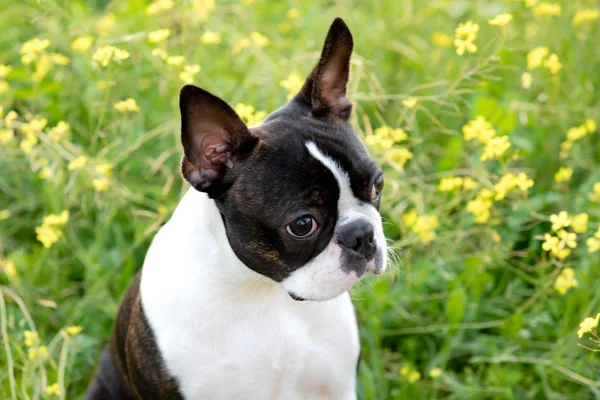 Ritratto di un simpatico Boston Terrier — Foto Stock