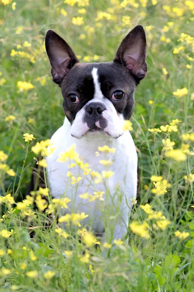 Retrato de un lindo Boston Terrier — Foto de Stock