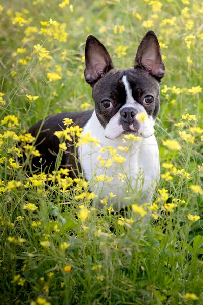 Retrato de um bonito Boston Terrier — Fotografia de Stock