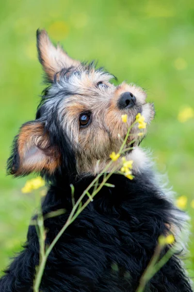 Divertido Perro Pequeño Yorkshire Una Pradera Flor — Foto de Stock