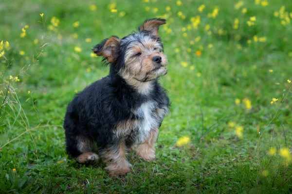 Rolig Liten Yorkshire Hund Blomsteräng — Stockfoto