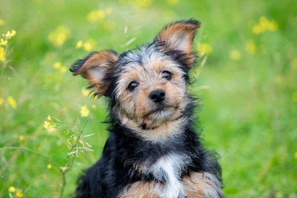 Cão Yorkshire Pequeno Engraçado Prado Flor — Fotografia de Stock