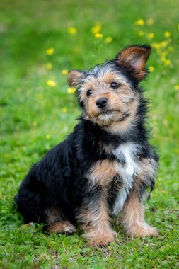 Çiçekli çayırdaki komik küçük Yorkshire köpeği.