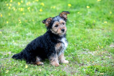 Çiçekli çayırdaki komik küçük Yorkshire köpeği.