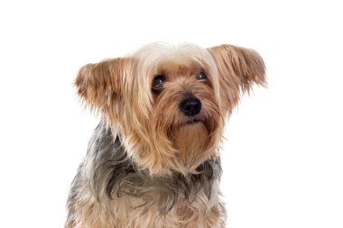 Beyaz arka planda izole edilmiş komik küçük Yorkshire köpeği.