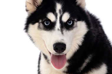 Beyaz arka planda mavi gözlü Sibirya Huskie 'si