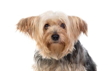 Beyaz arka planda izole edilmiş komik küçük Yorkshire köpeği.