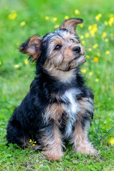 Lustige Kleine Yorkshire Hund Einer Blütenwiese — Stockfoto