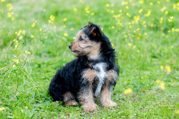 Divertido Perro Pequeño Yorkshire Una Pradera Flor —  Fotos de Stock