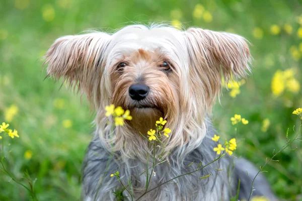 Cão Yorkshire Pequeno Engraçado Prado Flor — Fotografia de Stock