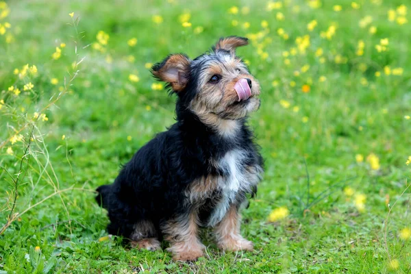 Vicces Kis Yorkshire Kutya Egy Virágos Réten — Stock Fotó