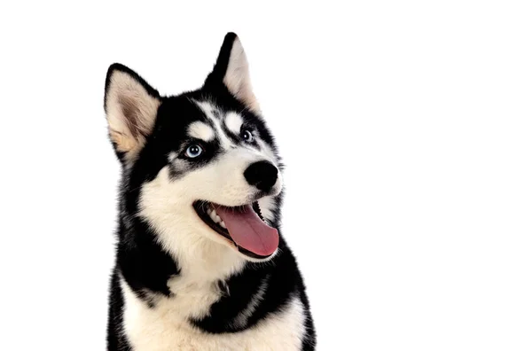 Huskie Siberiano Com Olhos Azuis Isolados Fundo Branco — Fotografia de Stock