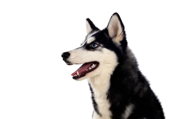 Siberische Huskie Met Blauwe Ogen Geïsoleerd Een Witte Achtergrond — Stockfoto