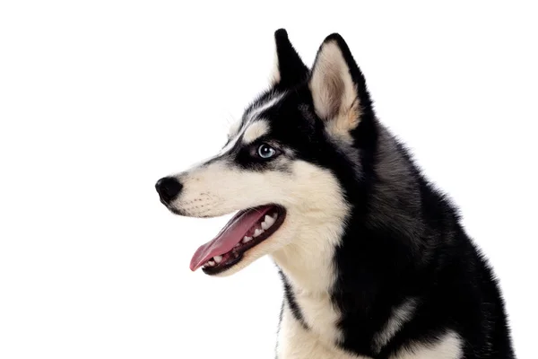 Huskie Siberiano Com Olhos Azuis Isolados Fundo Branco — Fotografia de Stock