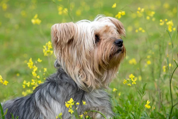Zabawny Mały Pies Yorkshire Kwitnącej Łące — Zdjęcie stockowe