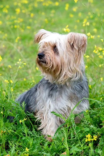 Grappige Kleine Yorkshire Hond Een Bloesem Weide — Stockfoto