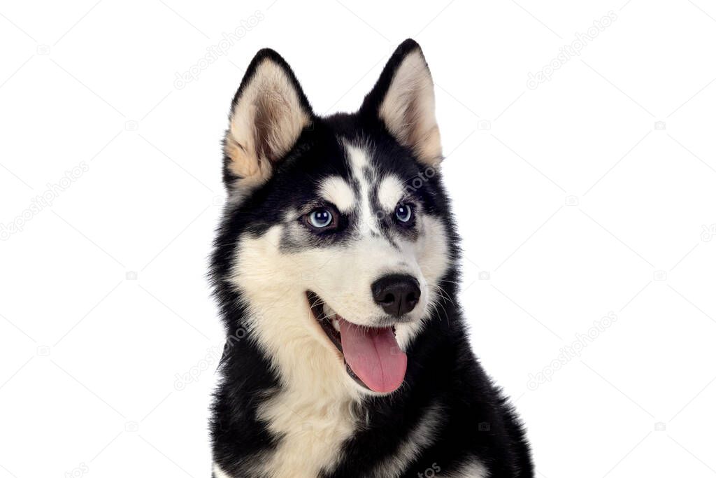 Siberian Huskie with blue eyes isolated on a white background