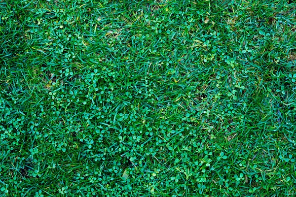 Verticale Groene Tuin Met Gras Klavertjes — Stockfoto