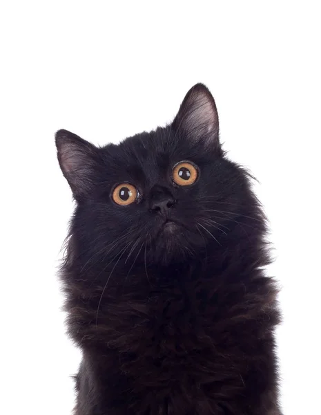 Adorable Chat Persan Isole Sur Fond Blanc Mignon Minou Stock Photo Adorable Chat Persan Isole Sur Fond Blanc Mignon Minou Stock Photo
