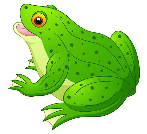 Vector Illustration Frog Cartoon — Stock Vector