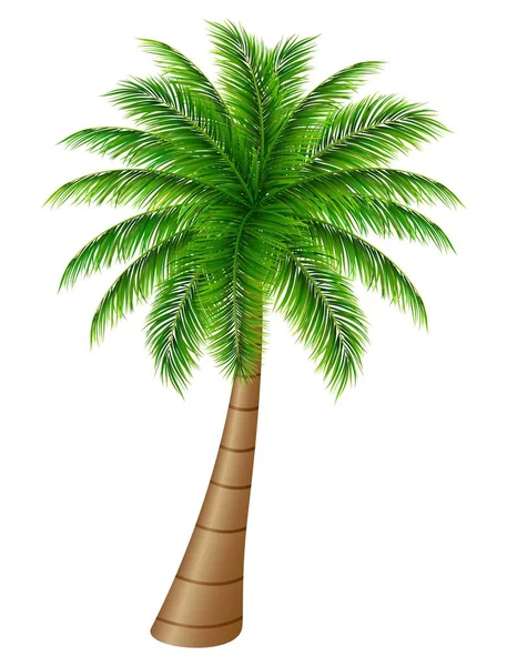 Beyaz Zemin Üzerinde Palmiye Ağacı — Stok Vektör