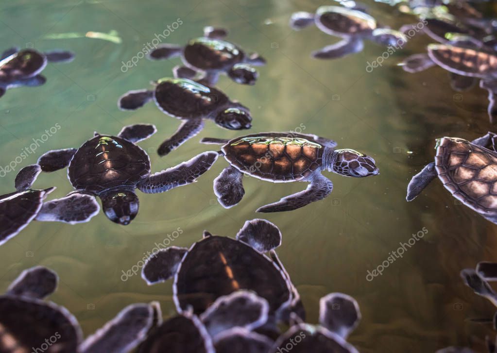 Adorables Bebes Tortues Image Libre De Droit Par Javarman C