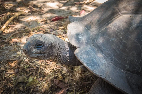 Seychelles giant tortoise — Stock Image Seychelles giant tortoise Stock Image