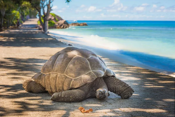 Seychelles giant tortoise — Stock Image Seychelles giant tortoise Royalty Free Stock Images
