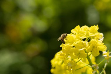 Arı ve tecavüz çiçeği bal topluyor