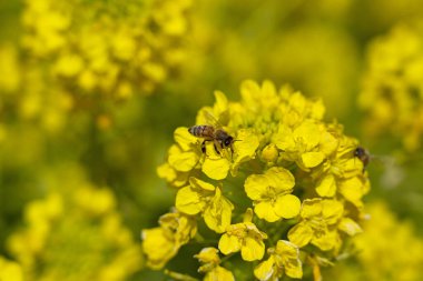 Arı ve tecavüz çiçeği bal topluyor